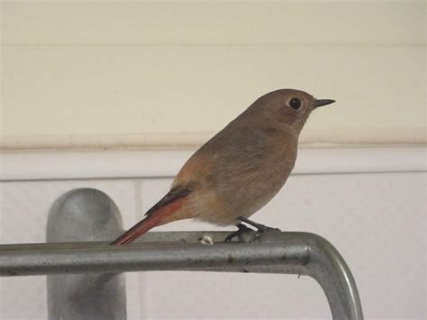 小鳥飛進家裡怎麼辦|【鳥飛進家裡代表什麼】鳥飛進家裡暗示什麼？驚人預兆揭露！